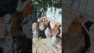 Blue laced wyandotte chicken 🐔 youtubeshorts trending shorts chickenfarming ytshorts [upl. by Ynatsyd]