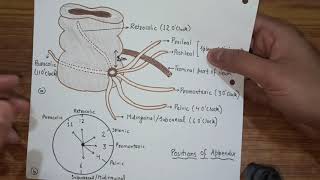 Vermiform Appendix  Features amp Positions [upl. by Stricklan]