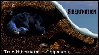 What does Hibernation mean to a Black Bear [upl. by Ecinej471]