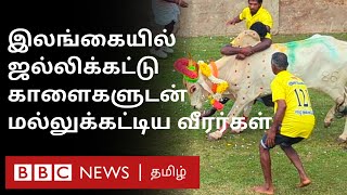 Sri Lanka Jallikattu பல வருஷம் கழித்து சூடுபிடித்த வீர விளையாட்டு காளைகளுடன் மோதிய காளையர்கள் [upl. by Anilet337]