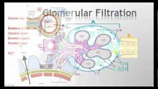 Physiology of Glomerular Filtration [upl. by Caughey]