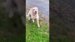 Hilarious Dog Fails Funny Dogs That Will Make You Burst with Laughter [upl. by Rebmik]