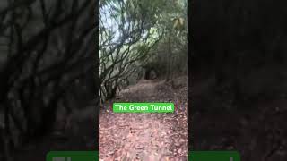 Rhododendron Grove Or Haunted Forest 🥾👻 appalachiantrail [upl. by Shamrao760]