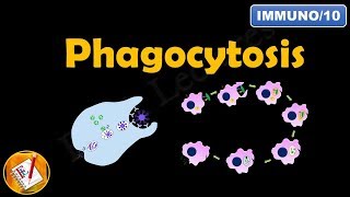 Phagocytosis FLImmuno10 [upl. by Ilram]