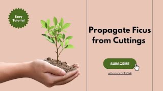 Propagate Ficus from Cuttings for Bonsai  Bonsaiart324 [upl. by Cristen50]