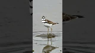 Killdeer birds forestbirds wildlife birdsounds [upl. by Oigroeg]