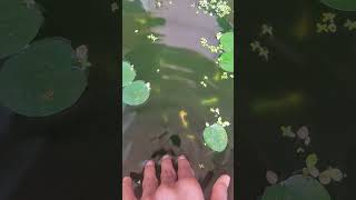 Guppy breeding setup 🥰😍aquarium guppy fypシ゚viral fyp trendingshorts top [upl. by Conni]