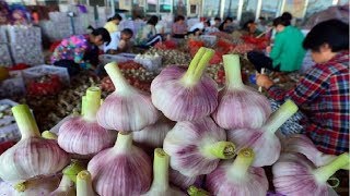 Japan Garlic Farm and Harvest  Amazing Japan Garlic Agriculture Technology Farm [upl. by Igic]