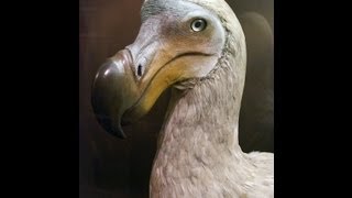 MUST WATCH Dodo Bird Found On Island [upl. by Viviyan]