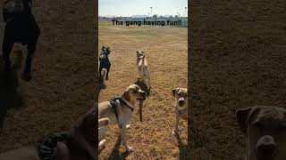 Great times at Turf Paradise playground dogs arizonaadventures labradorlovemylife [upl. by Gregoire]