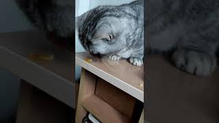 Cat eats corn Lets share to amuse friends Cats life cat cats kitten kittens [upl. by Eckart]