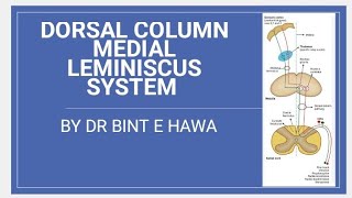 DORSAL COLUMN TractsFasciculus Gracilis and Fasciculus CuneatusNeuroanatomy made easy [upl. by Barraza210]