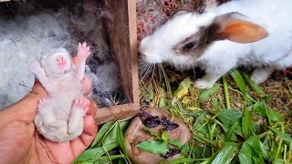 Rabbit Scream  Newborn Baby rabbit Crying Sounds [upl. by Bury]