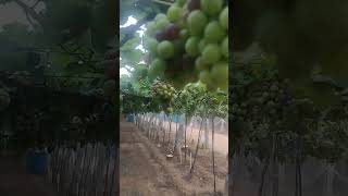 Grape farm in tamil nadufarm tourism in keralamundirippaadam [upl. by Pappas]