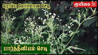 Parthenium Hysterophorus Tamil  Plant Side Effects  Allergy  Grass இந்த செடியை பிடுங்கி போட்ருங்க [upl. by Luzader997]