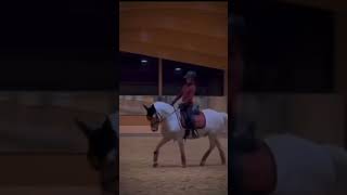 STOP HARLOW HATE  harlow equestrian horseriding edit pony [upl. by Philcox]