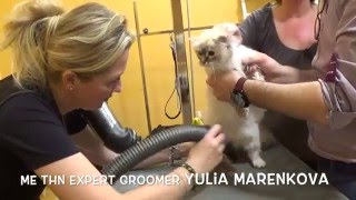 Special One Birman Cat Grooming [upl. by Akirej]