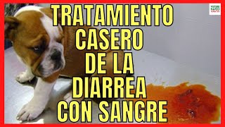 🆘 TRATAMIENTO CON REMEDIOS CASEROS PARA LA DIARREA CON SANGRE EN PERROS 🆘 [upl. by Nysa]