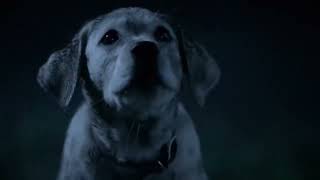 Banned Budweiser Best Buds Dog Commercial 2013 [upl. by Aire]