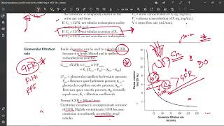 14 Renal Blood Flow Autoregulation [upl. by Mcnamara470]