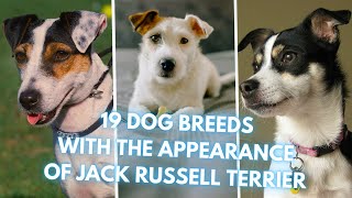 19 Dog Breeds That Look Like Jack Russell Terriers [upl. by Imeaj]