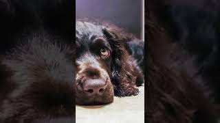 Meet the Boykin Spaniel  The Swamp Poodle [upl. by Albright]