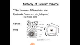 Psilotum  morphology and anatomy [upl. by Brocky]