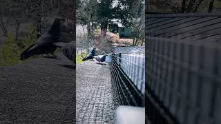 Protecting Solar Panels From Pigeons In Portland Oregon  Campbell Natural Pest Control [upl. by Boj816]