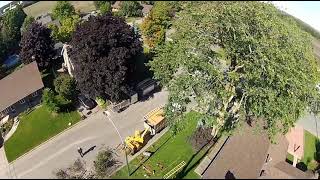 ABATTAGE 1 ORME 100 ANS🌿 Arborist  Élagueur 🌲🌳 DÉMONTAGE darbres à Québec arb crazy tree Qc [upl. by Oirram]