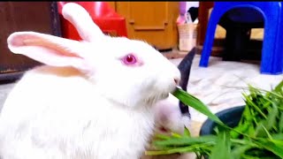 so cute dikki Likki😘🐇😘 [upl. by Pricilla]