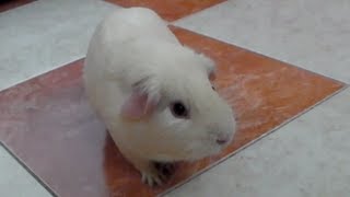 COBAYA JUGANDO  Conejillo de indias  Guinea pig Meerschweinchen cuyo graciosa [upl. by Kciderf]