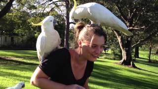 Cacatua  Australian Bird  Sara Müller [upl. by Arrahs]