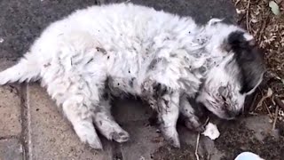 Abandoned puppy breathing weakly Transformation after having a home [upl. by Yroffej]