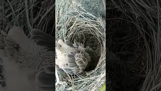 CloseUp Footage of Birds Nesting and Feeding [upl. by Beutner]