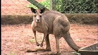 CANGURU MACROPUS GIGANTEUS EASTERN GREY KANGAROO Marsupiais ZOO de SÃO PAULO [upl. by Chute]