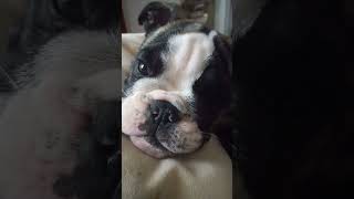 The puppies broke my older dog bulldog puppy exhausted funnyanimals [upl. by Ttoile555]