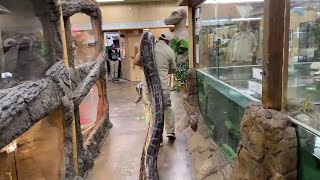 World Record Burmese Python Prehistoric Pets [upl. by Monahan]