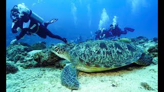 Maldives Deep South Diving 4k [upl. by Sirama970]