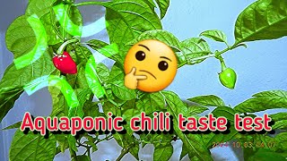 Chili pepper taste test  Cariolokia Screaper Strain Zero F3 2  Aquaponically grown  20241003 [upl. by Radec]