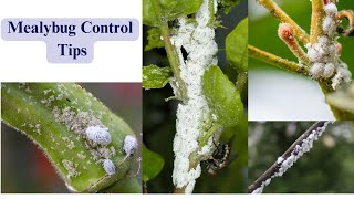 How to Identify and Control Mealybugs on Plants Tips for LargeScale Infestations [upl. by Torbart]