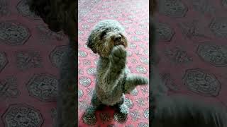 Lagotto Romagnolo training dog dogtraining dogtricks smartdog lagottoromagnolo lagotto [upl. by Robaina]