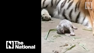 Rare white Bengal tiger born in Nicaragua [upl. by Issi]