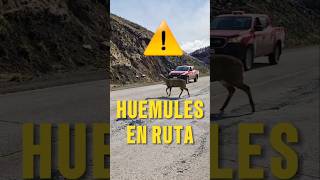 Casi atropellan un HUEMUL 😱😱 carreteraaustral huemul animalestiktok [upl. by Pasquale]