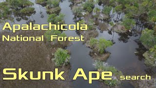 Tates Hell Apalachicola National Forest [upl. by Hserus936]