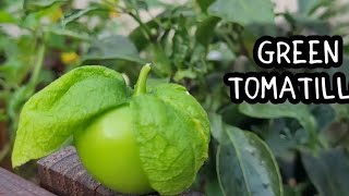 Grow Green Tomatillos from seed and Make green salsa 😋 [upl. by Suzanna]