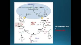 TODO SOBRE EL CICLO DE LA UREA [upl. by Yblek]