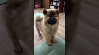 Щенок евразиера  3 мес eurasier dog купить puppy [upl. by Leasi]