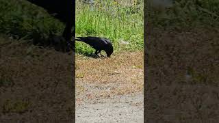 Bird vs Snake Barview Oregon [upl. by Elleynod742]