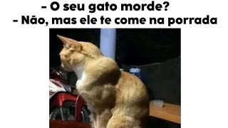 Gatos engraçados  Tente não rir 🤣 [upl. by Cordy]