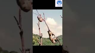 Jaguar failed to catch a sloth 😃😃  💥💥 Wonderful Animal Kingdom 132 💥💥 short animals shorts [upl. by Nonnahs]